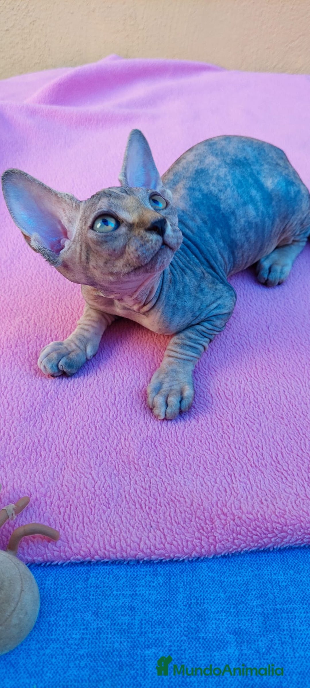 Sphynx gatos en venta: Preciosa hembrita tortuga tabby  - Imagen 7