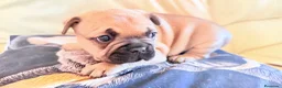 Bulldog Francés perros en venta: Buldog francés  - Anuncio 10