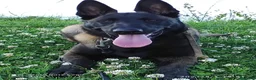 Pastor Belga Malinois perros en venta: PASTOR BELGA MALINOIS 🐾🐕 - Anuncio 6