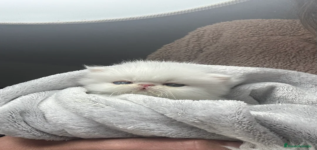 Imagen de galería {{count}}