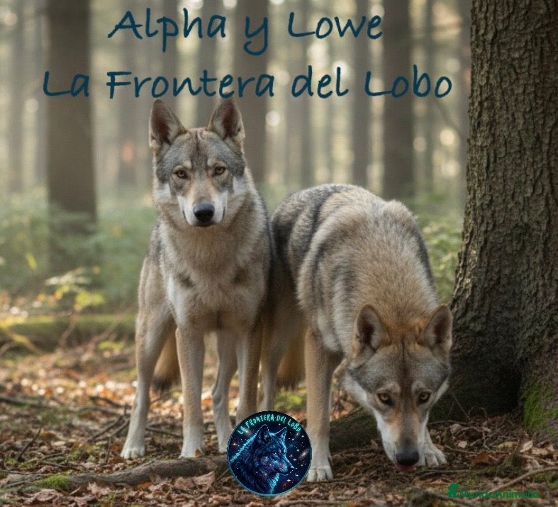 Perro Lobo Checoslovaco perros Perro lobo checoslovaco  - Anuncio 7