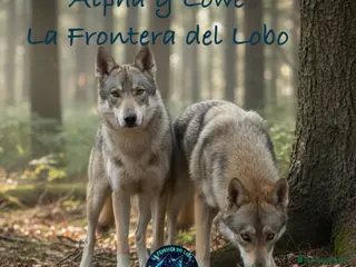 Perro Lobo Checoslovaco perros Perro lobo checoslovaco - Anuncio 1