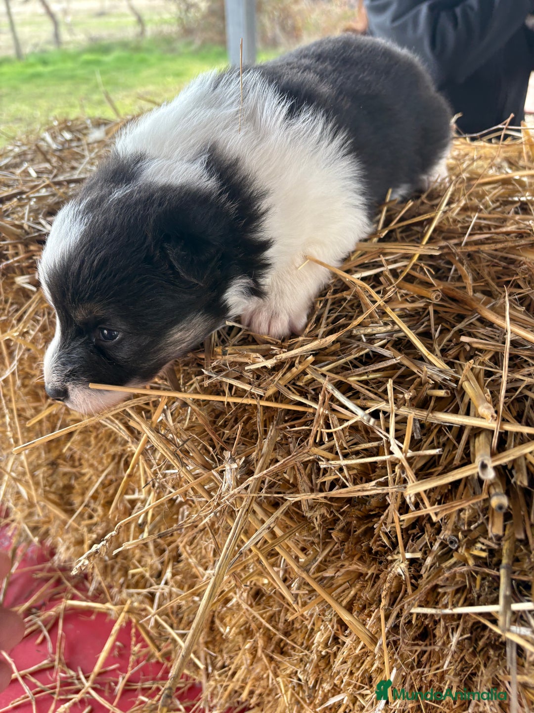 Border Collie perros en venta: Linda hembra de Border  collie  - Anuncio 10