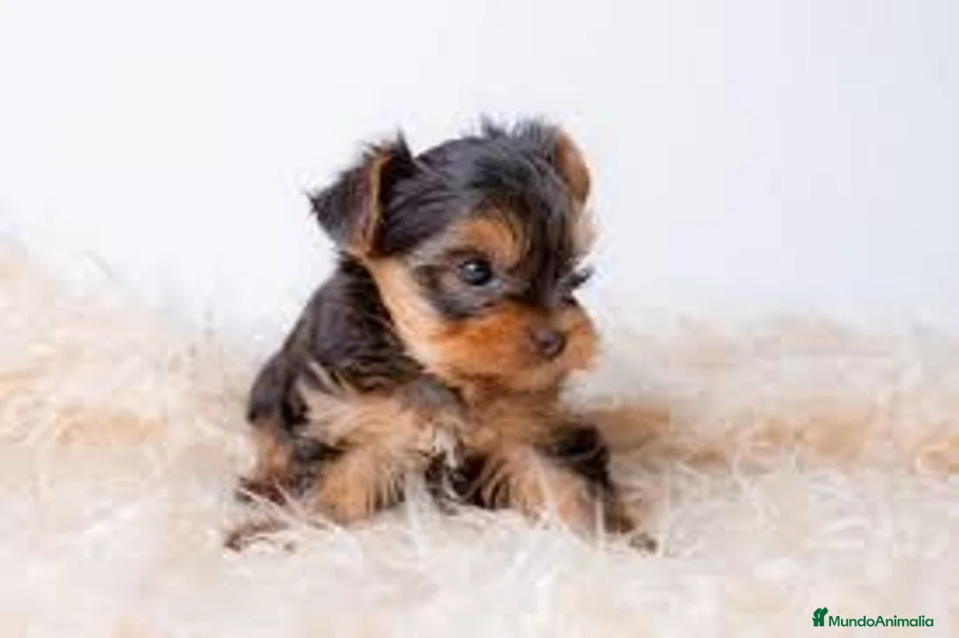Yorkshire Terrier perros en venta: yorkshire  - Anuncio 1