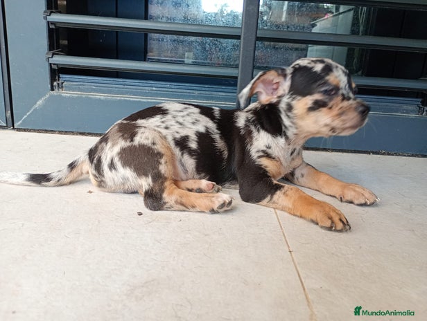 Chihuahua perros - Anuncio 1