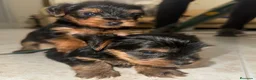 Yorkshire Terrier perros en venta: Cachorros de yorkshire Toy - Anuncio 2