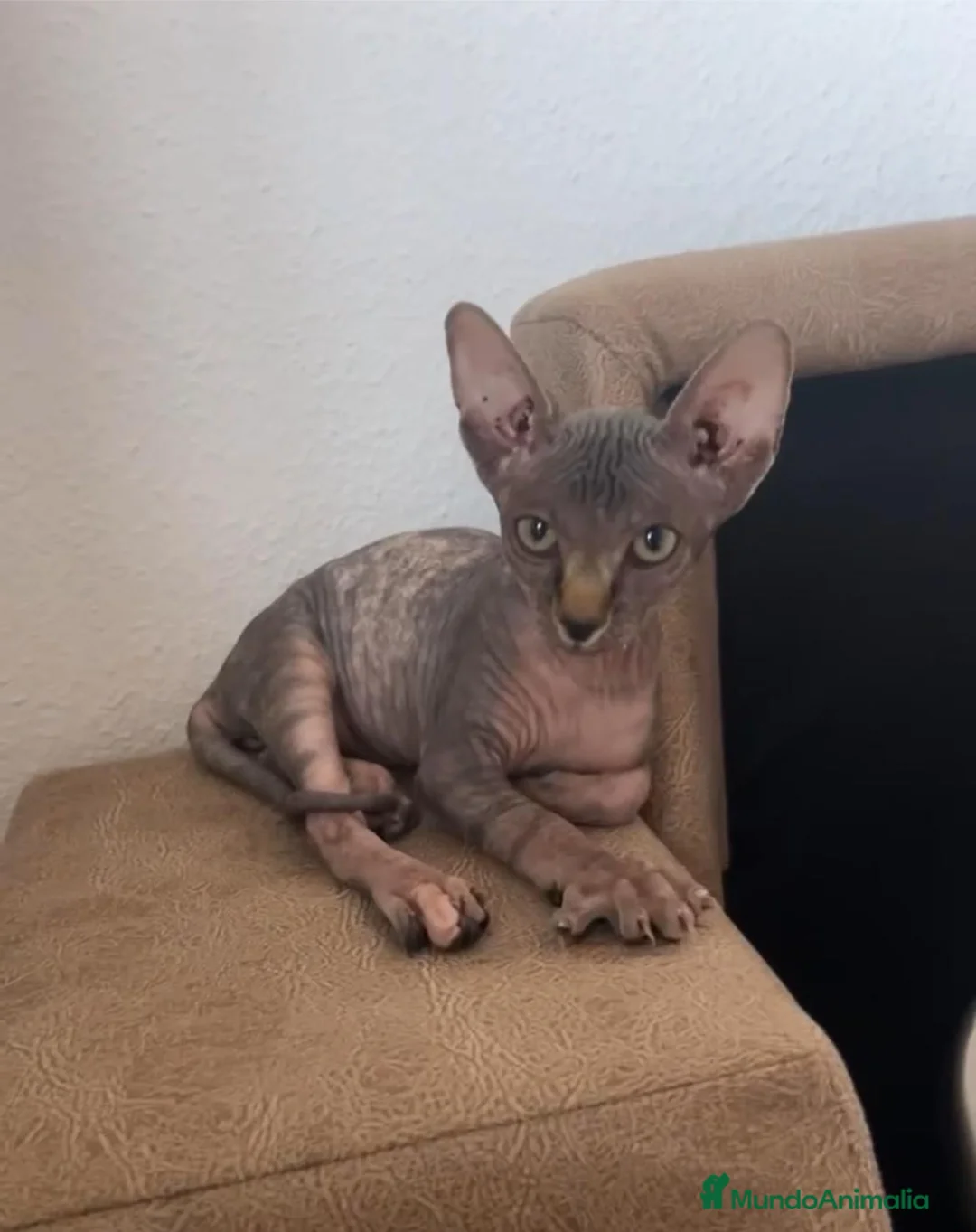 Mau Egipcio gatos para monta: Gata egipcia - Anuncio 1