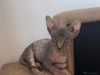 Mau Egipcio gatos para monta: Gata egipcia - Anuncio 1