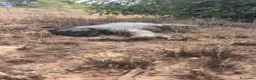 Pastor del Cáucaso perros en venta: Hembra Pastor del Caucaso  - Anuncio 7