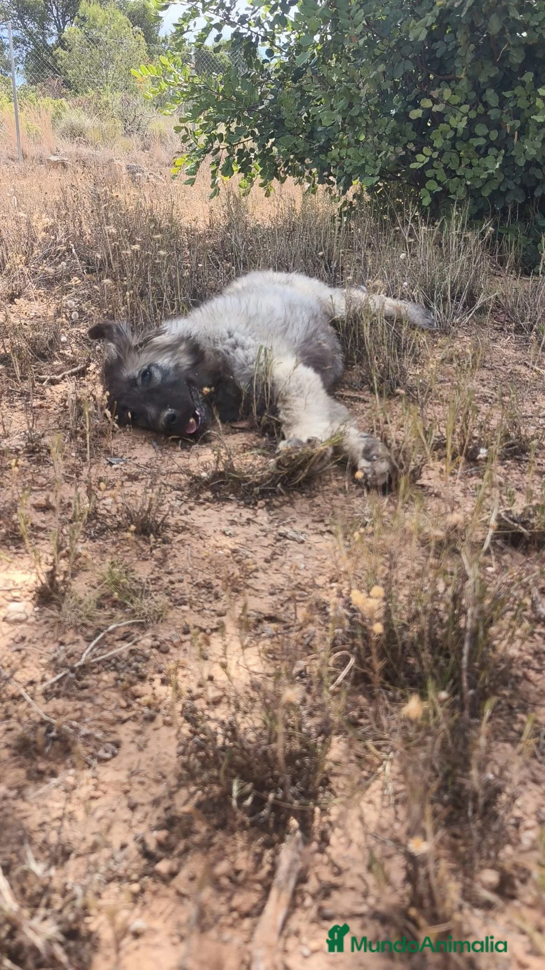 Pastor del Cáucaso perros en venta: Hembra Pastor del Caucaso  - Anuncio 7