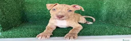 American Pit Bull Terrier perros en venta: pitbull - Anuncio 7