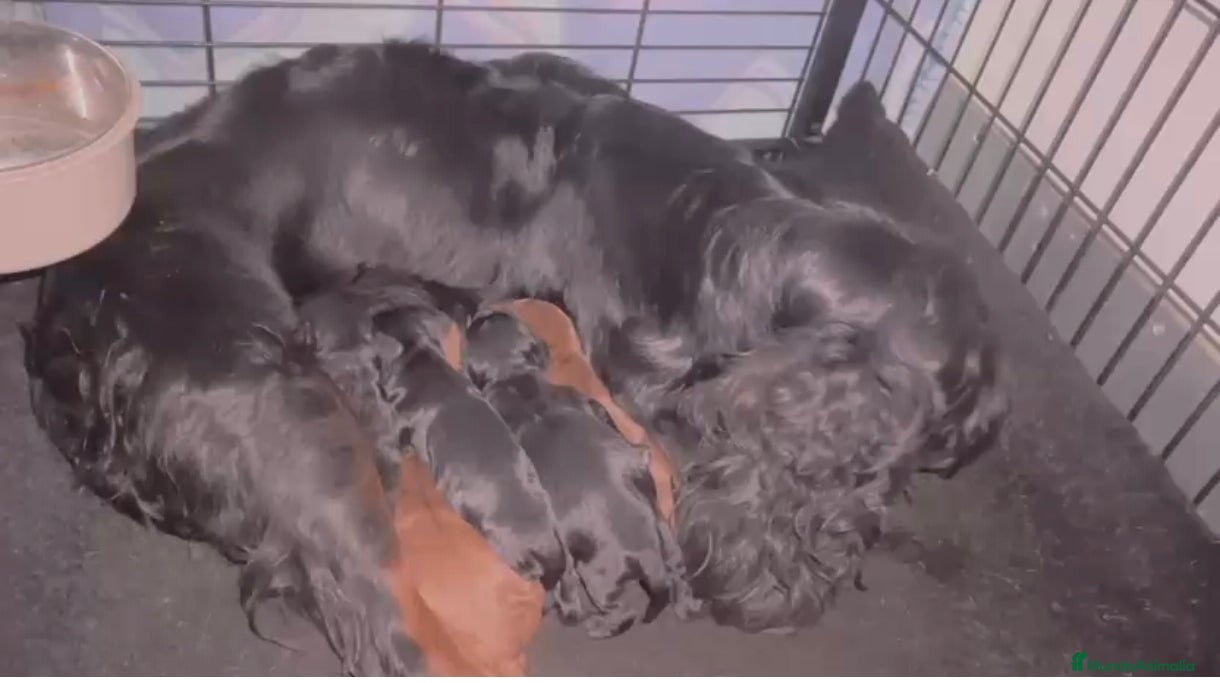 Cockapoo perros Camada de cockapoo macho y hembra  - Anuncio 1