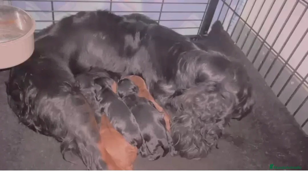 Cockapoo perros en venta: Camada de cockapoo macho y hembra  - Anuncio 1