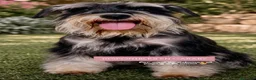Schnauzer Miniatura perros en venta: Caraby Schnahuzer miniatura  - Anuncio 19