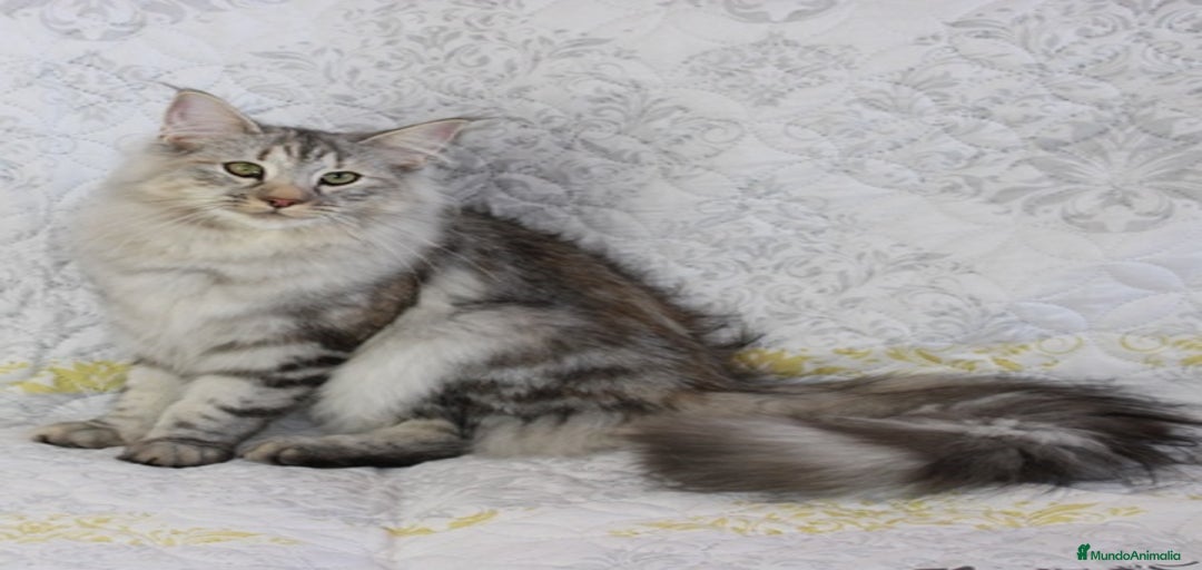 Imagen de galería {{count}}