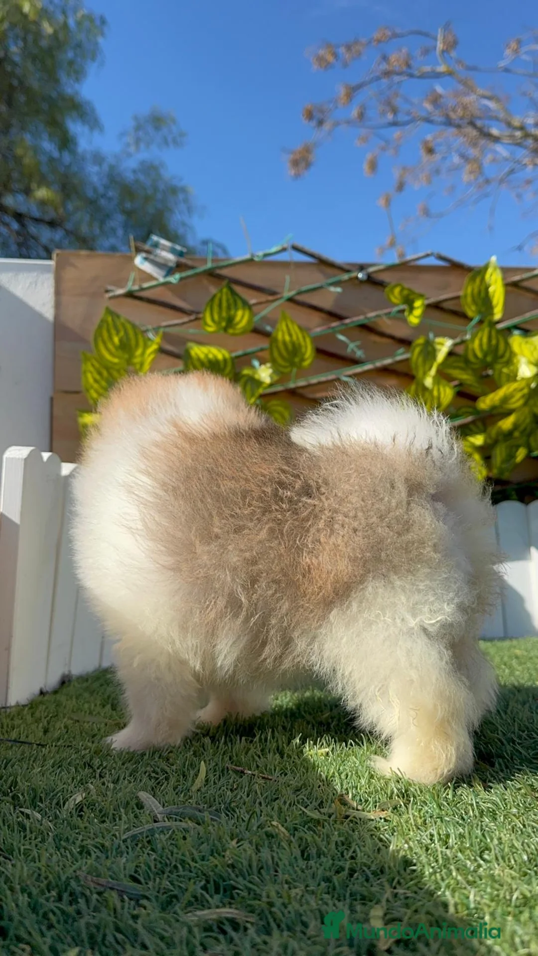 Pomerania perros en venta: POMERANIA - Anuncio 6