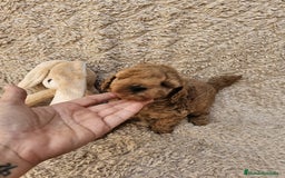 Caniche Toy perros en venta: ⚜️ caniche toy y enano 50 %asiatico ⚜️ - Imagen 6