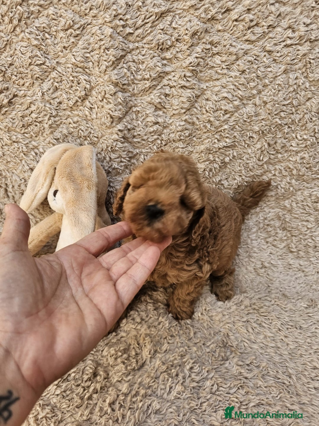 Caniche Toy perros en venta: ⚜️ caniche toy y enano 50 %asiatico ⚜️ - Imagen 6