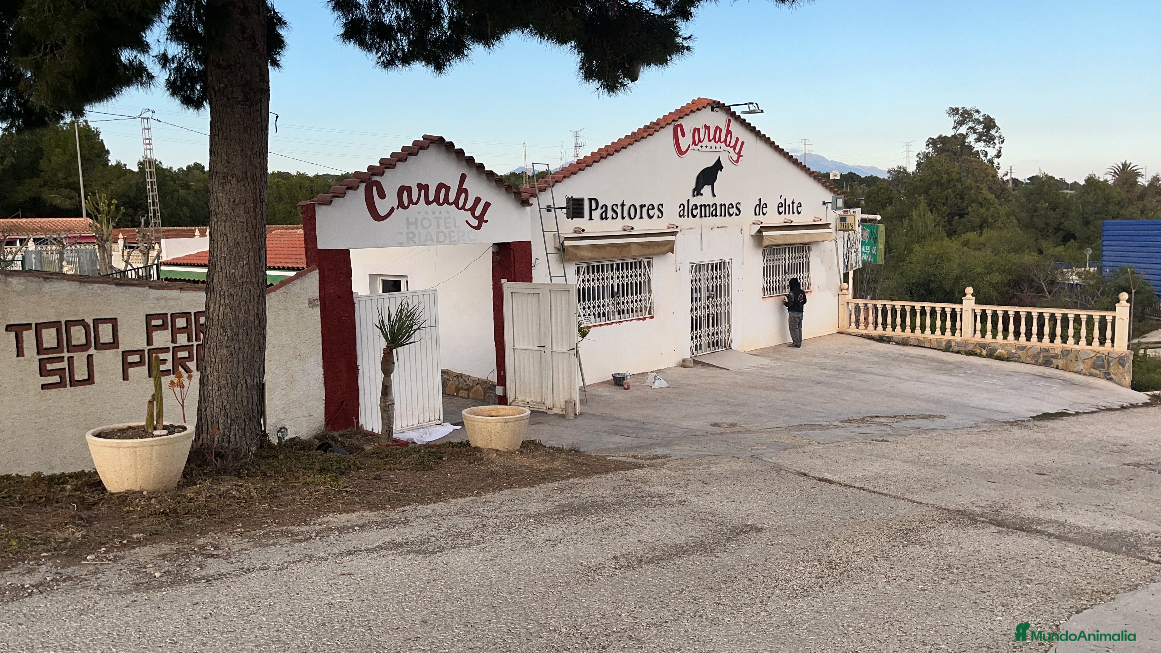 Pinscher Alemán perros Benidorm Todos los servicios para tu mascota  en Alicante - Anuncio 1