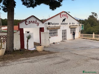 Pinscher Alemán perros en Alicante - Anuncio 40
