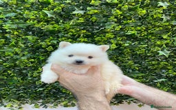 Pomerania perros en venta: Pomerania Blanco - Imagen 2