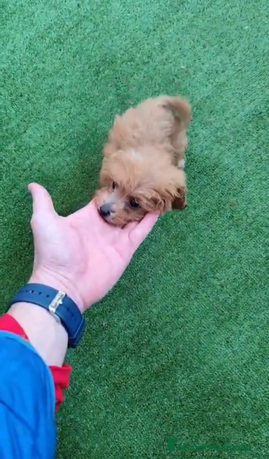 Caniche Toy perros en venta: Caniche hembra toy - Anuncio 2