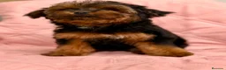 Yorkiepoo perros en venta: Yorkiepoo - Anuncio 3