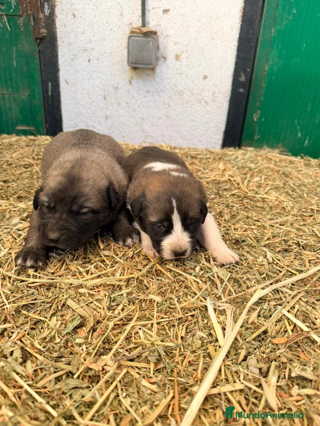 Raza Mixta perros en venta: Mestizo de mastín x Cáucaso  - Anuncio 5