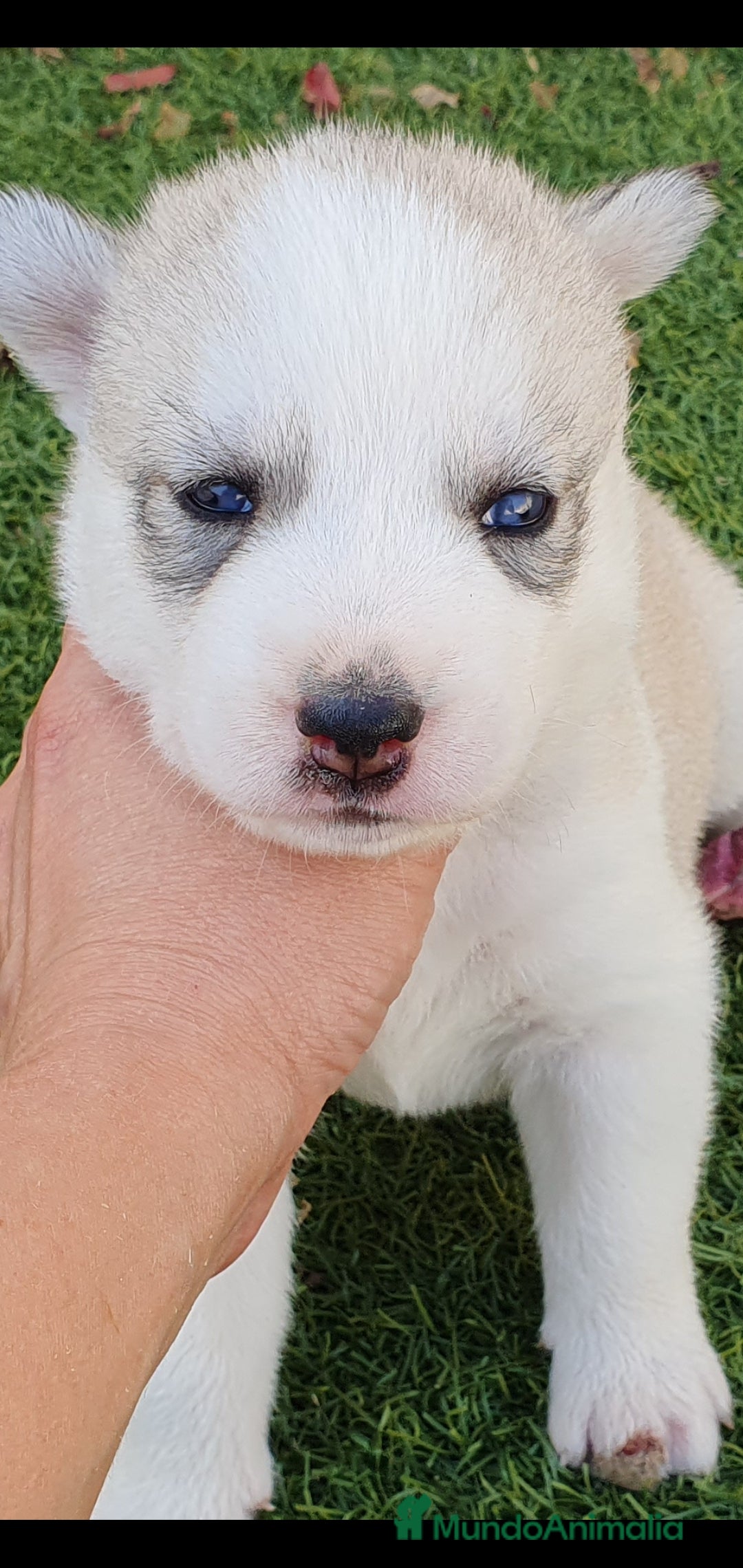 Husky Siberiano perros en venta: Husky gris, negro y agouti  - Anuncio 5