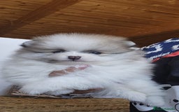 Pomerania perros en venta: CAMADA DE POMERANIA TOYS - Imagen 1