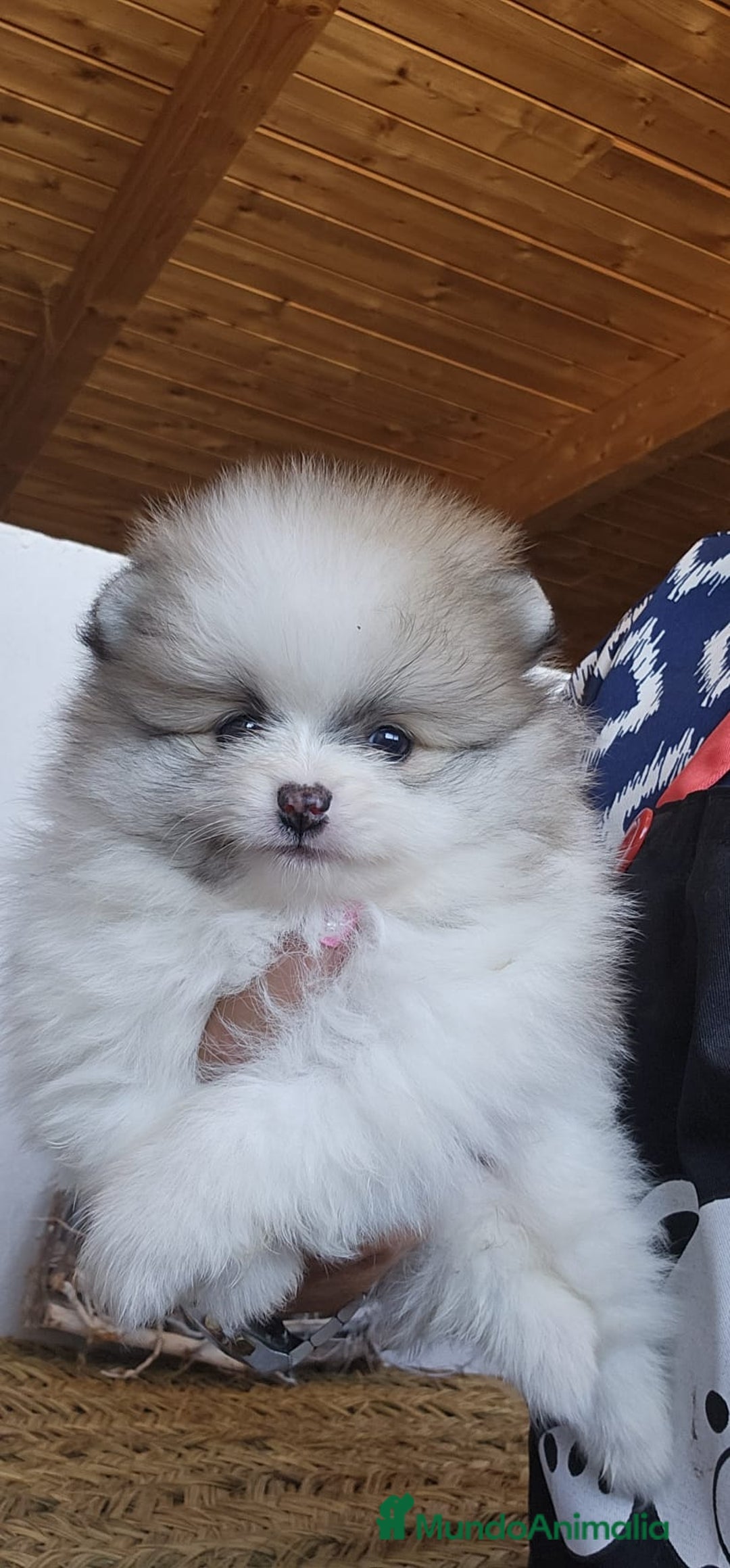Pomerania perros en venta: CAMADA DE POMERANIA TOYS - Imagen 1