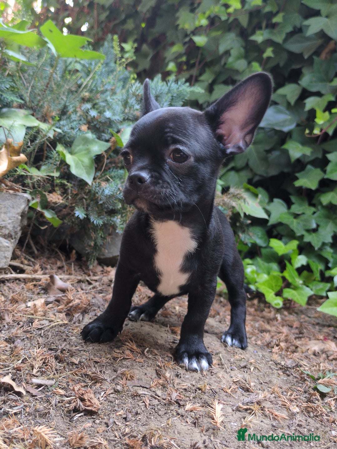 Chihuahua perros en venta: Chihuahua macho cabeza de manzana - Imagen 6
