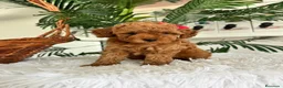 Caniche Toy perros en venta: CANCIHE ROJO - Anuncio 5