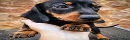 Teckel perros en venta: Teckel miniatura - Anuncio 10