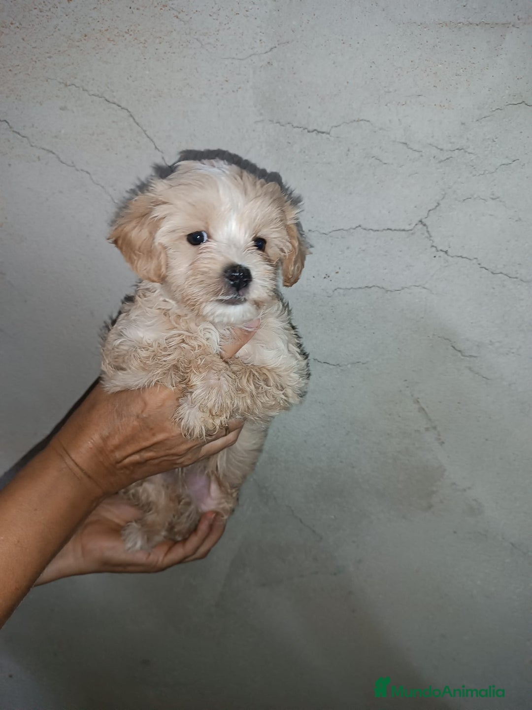 Maltipoo perros en venta: LINDO MACHITO MALTIPOO - Imagen 3