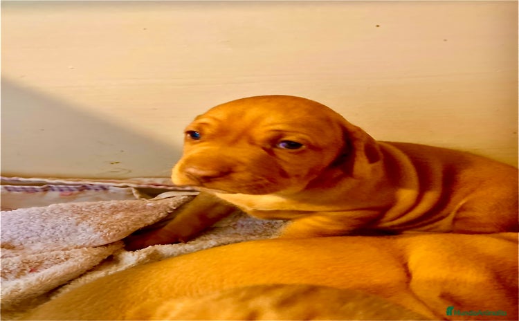 Braco Húngaro de Pelo Corto perros Cachorros de Braco Húngaro (Vizsla) — Criador aut. - Anuncio 1