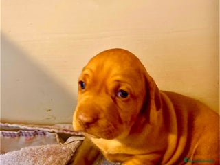 Braco Húngaro de Pelo Corto perros Cachorros de Braco Húngaro (Vizsla) — Criador aut. - Anuncio 32