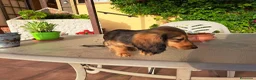 Teckel Miniatura perros en venta: Teckel miniatura de pelo largo  - Anuncio 10