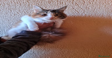 Maine Coon gatos - Anuncio 7