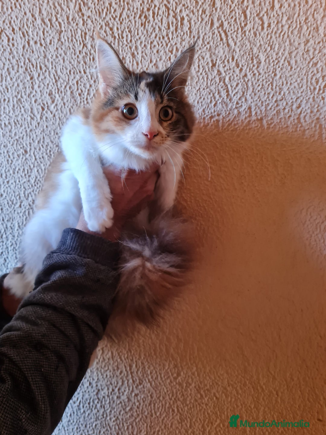 Maine Coon gatos en venta: Maine coom - Imagen 3