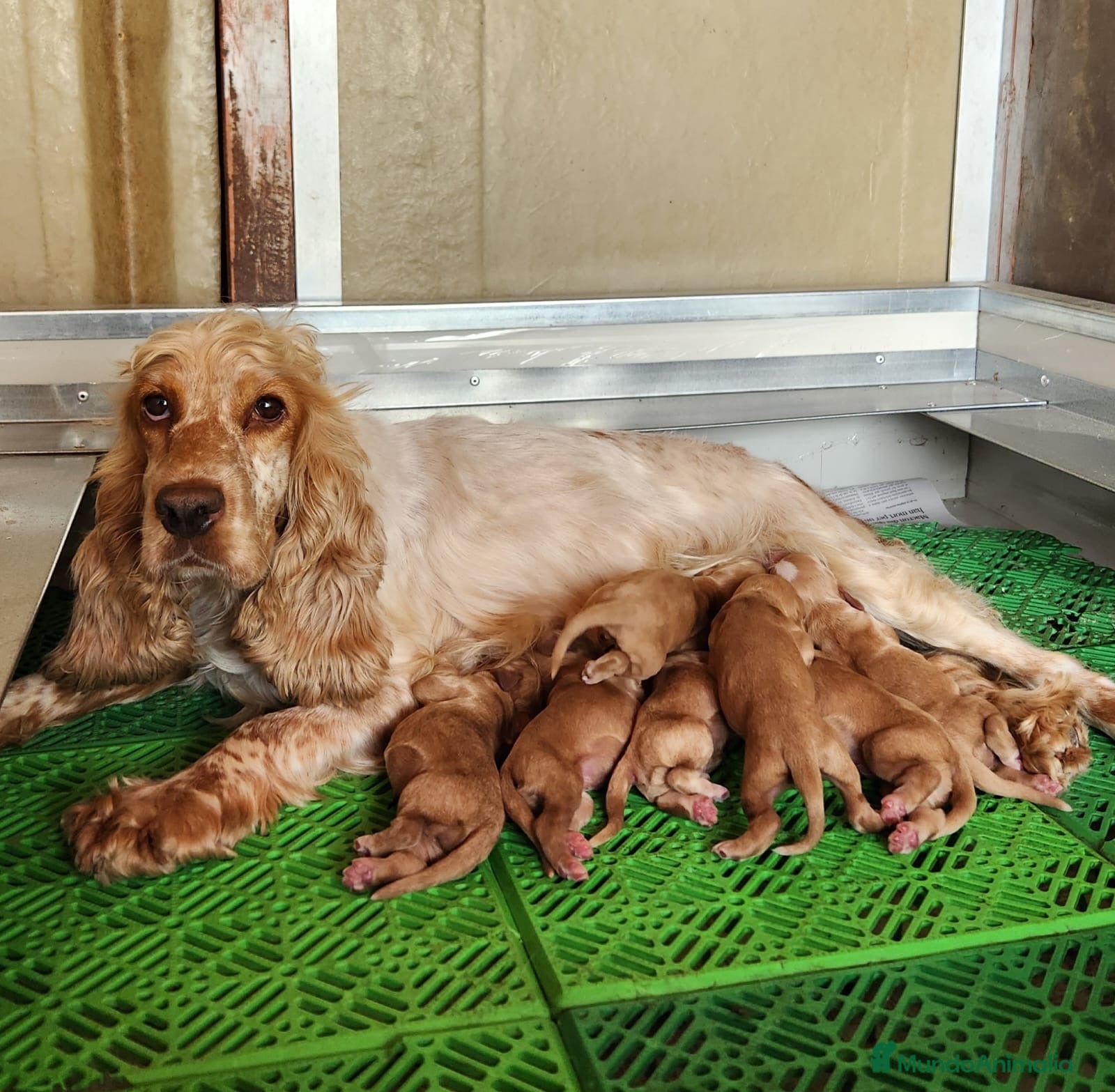 Cocker Spaniel Inglés perros Cocker inglés dorados  - Anuncio 16
