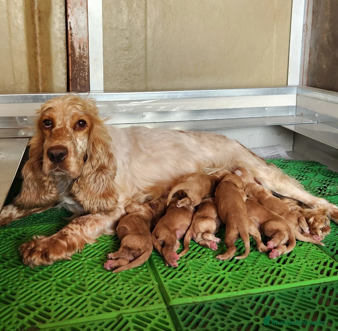 Cocker Spaniel Inglés perros en venta: Cocker inglés dorados  - Anuncio 1