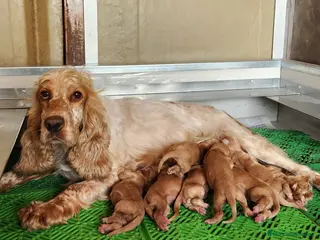 Cocker Spaniel Inglés perros Cocker inglés dorados - Anuncio 13