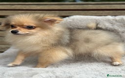 Pomerania perros en venta: POMERANIA TOY ECONÓMICO  - Anuncio 4