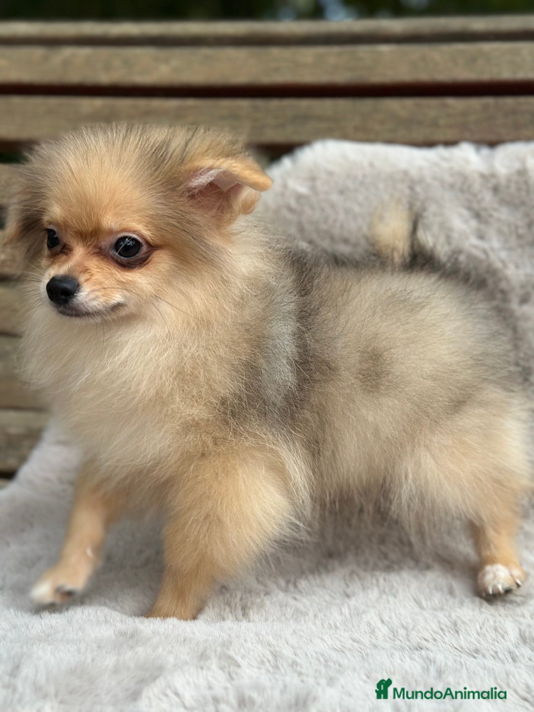 Pomerania perros en venta: POMERANIA TOY ECONÓMICO  - Anuncio 4