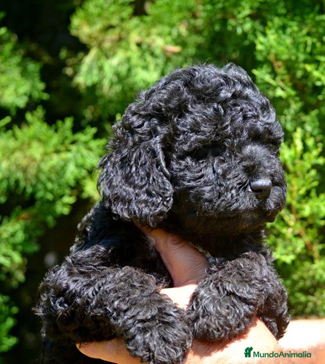 Perro de Agua Español perros en venta: Cachorro macho de perro de agua español - Imagen 6