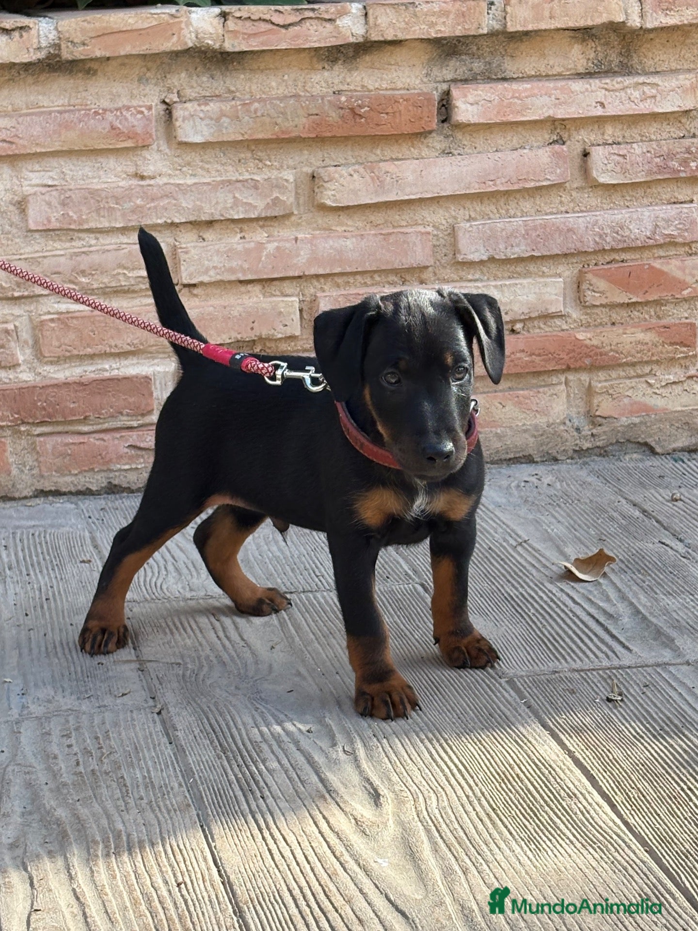 Terrier Alemán de Caza perros en venta: Cachorro Jagd terrier gran calidad  - Anuncio 1