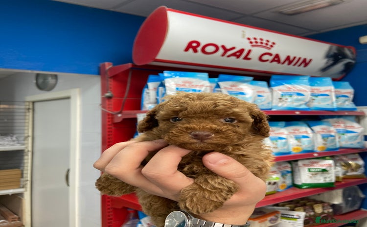 Caniche Toy perros - Propaganda 3