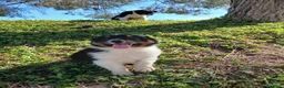 Pastor Australiano perros en venta: PASTOR AUSTRALIANO  - Anuncio 6