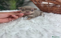 Chihuahua perros en venta: CHIHUAHU LILAC AND TAN - Imagen 11